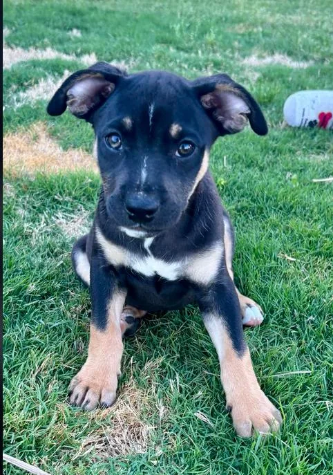 A baby medium-sized male Black Mixed Breed dog named Bud for adoption in Eutawville, SC