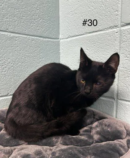 An adult small-sized male Domestic Short Hair cat named Connect Four for adoption in Spruce Pine, NC