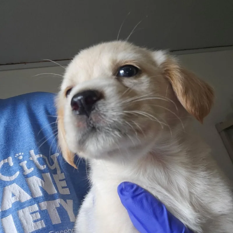 A baby medium-sized female Yellow / Tan / Blond / Fawn English Springer Spaniel dog named Sway for adoption in Hattiesburg, MS
