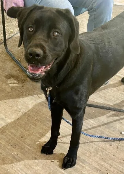 An adult medium-sized female Black Mixed Breed dog named Brooklyn for adoption in Georgetown, TX