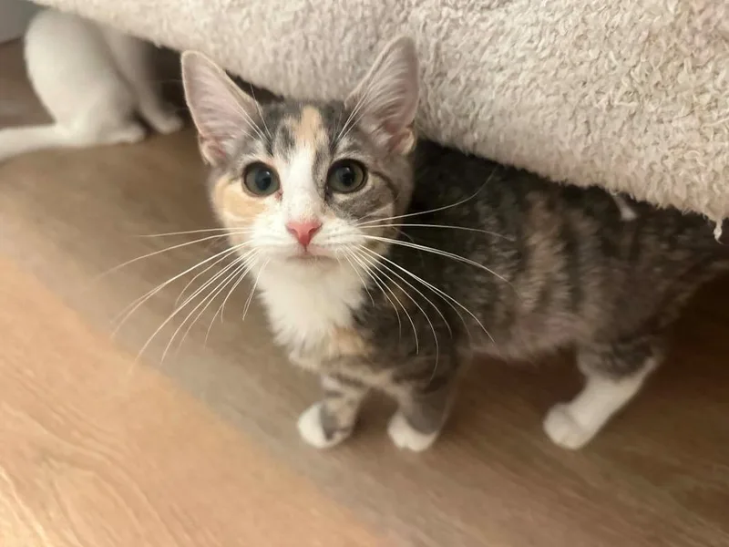 A baby small-sized female Domestic Short Hair cat named Evelyn for adoption in Gorham, ME
