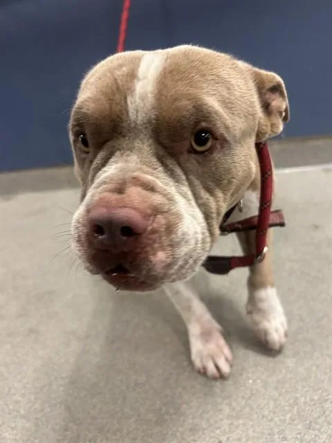 An adult large-sized male Pit Bull Terrier dog named Tiny for adoption in Miami, FL