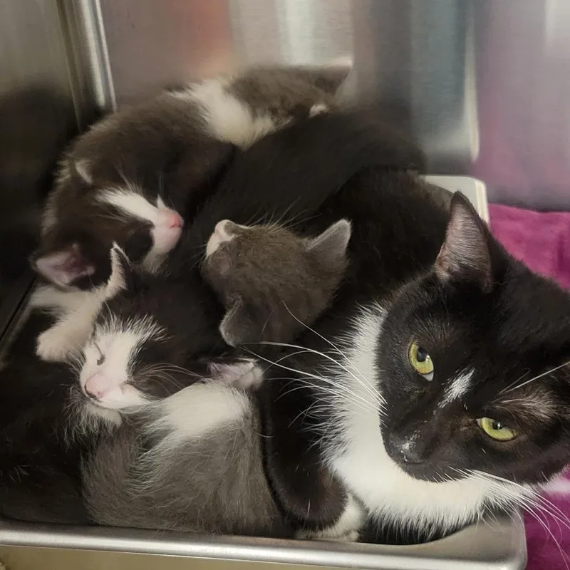 A baby small-sized male Gray / Blue / Silver Domestic Short Hair cat named Chubby Checker for adoption in Wheeling, IL