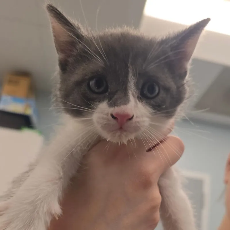 Chubby Checker thumbnail 2