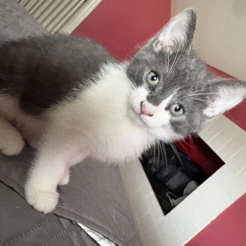 Chubby Checker thumbnail 4