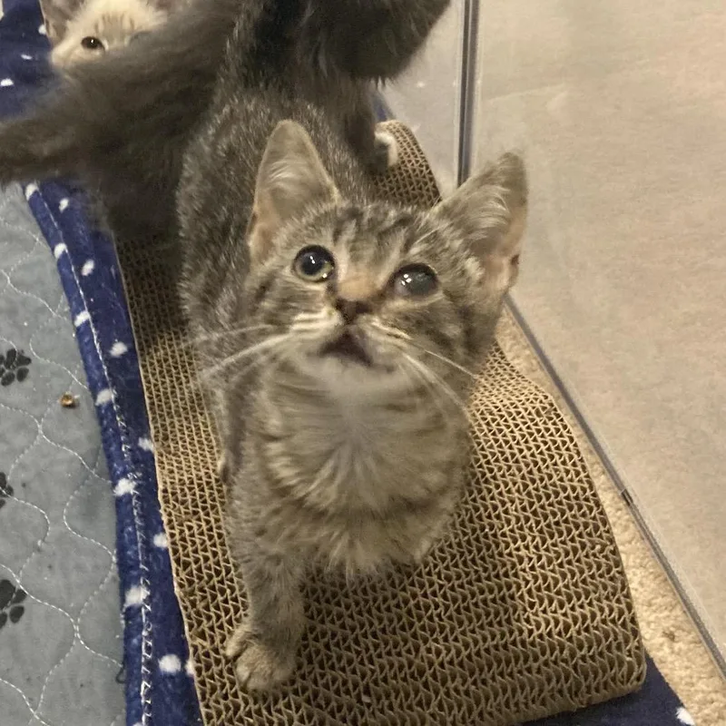 A baby small-sized female Brown / Chocolate Domestic Short Hair cat named Robin for adoption in Fairfax Station, VA