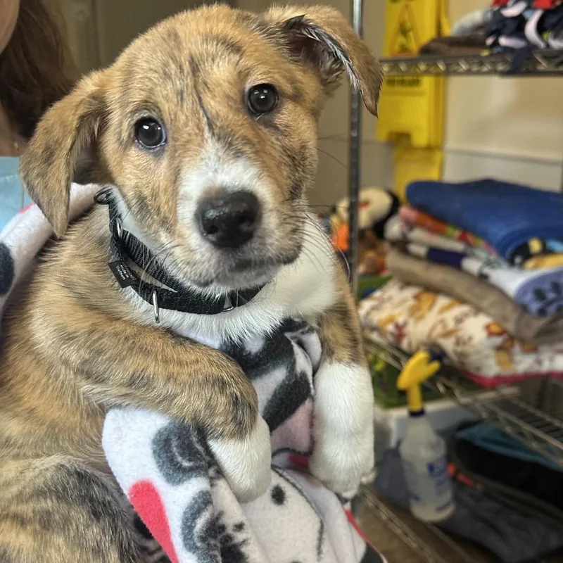 A baby small-sized female Brindle Mixed Breed dog named Shelby for adoption in Columbia Station, OH