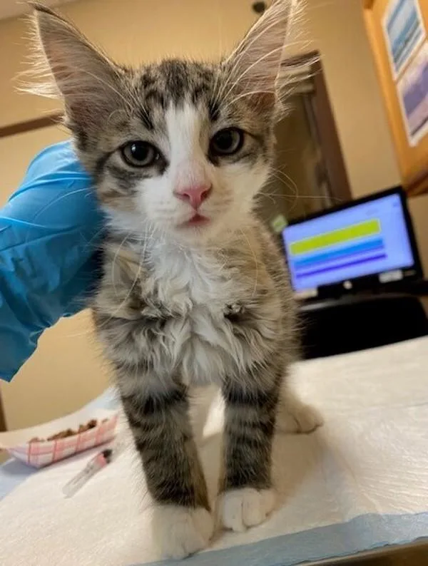 An adult medium-sized female Domestic Long Hair cat named White for adoption in Oceanside, CA