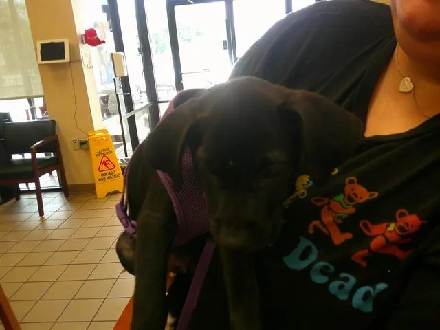 A baby large-sized female Labrador Retriever dog named A for adoption in Ocala, FL