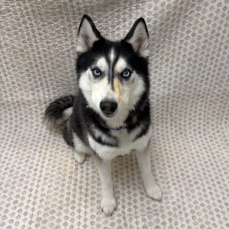 An adult medium-sized female Siberian Husky dog named Zoey for adoption in Martinsville, IN