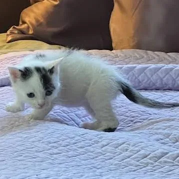 A baby small-sized female White Domestic Short Hair cat named Tracy for adoption in South Elgin, IL