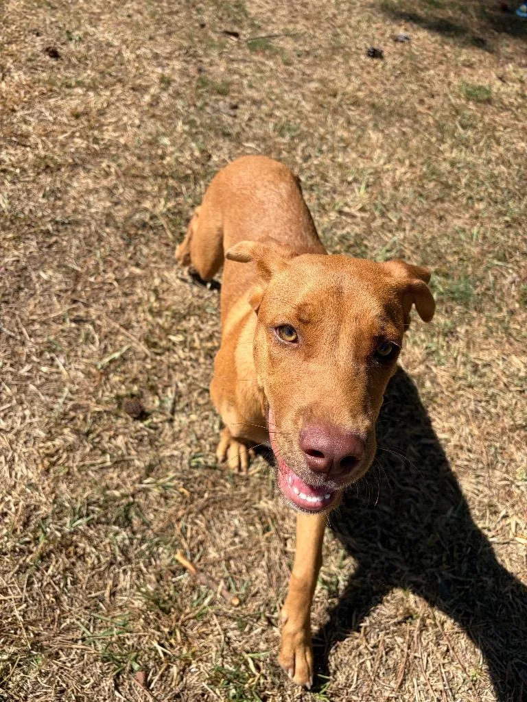A baby medium-sized female Hound dog named Mariah for adoption in Little Rock, AR
