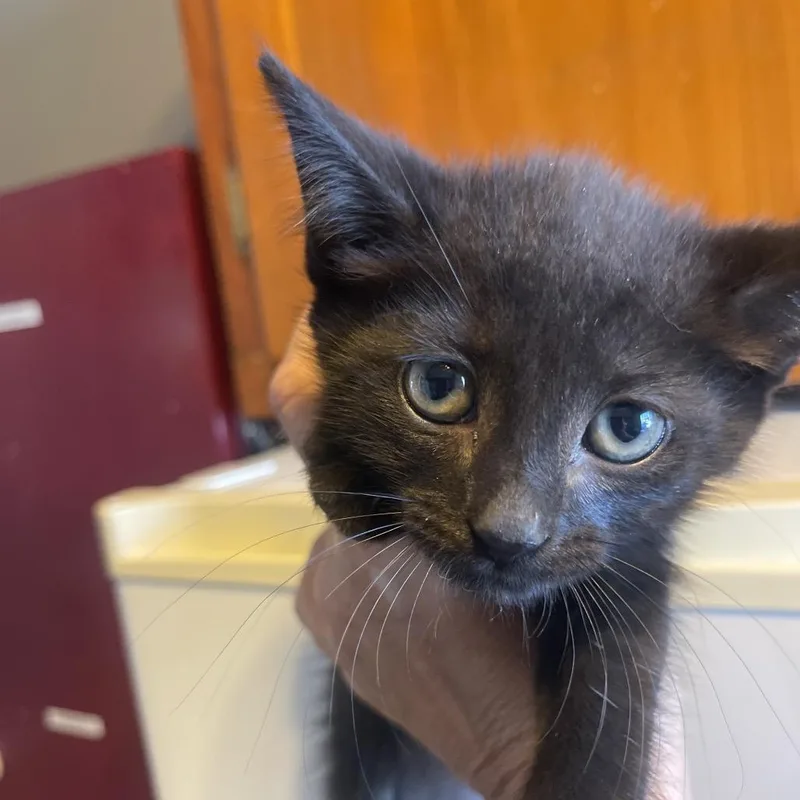 A baby small-sized female Black Domestic Short Hair cat named Mary for adoption in Marion, IL