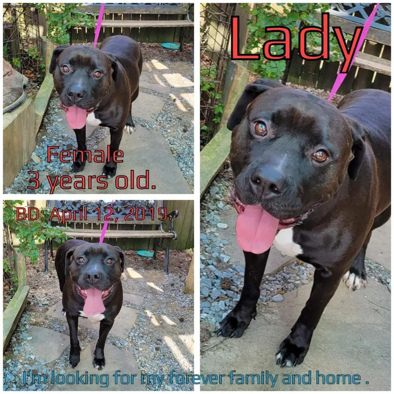 A senior large-sized female Mixed Breed dog named Lady for adoption in Boaz, AL
