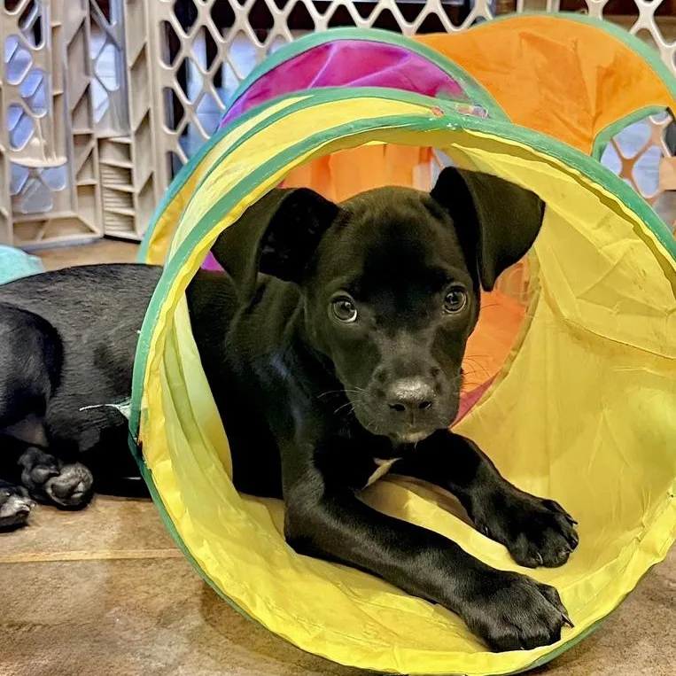 A baby medium-sized female Black Terrier dog named Eris for adoption in Oklahoma City, OK