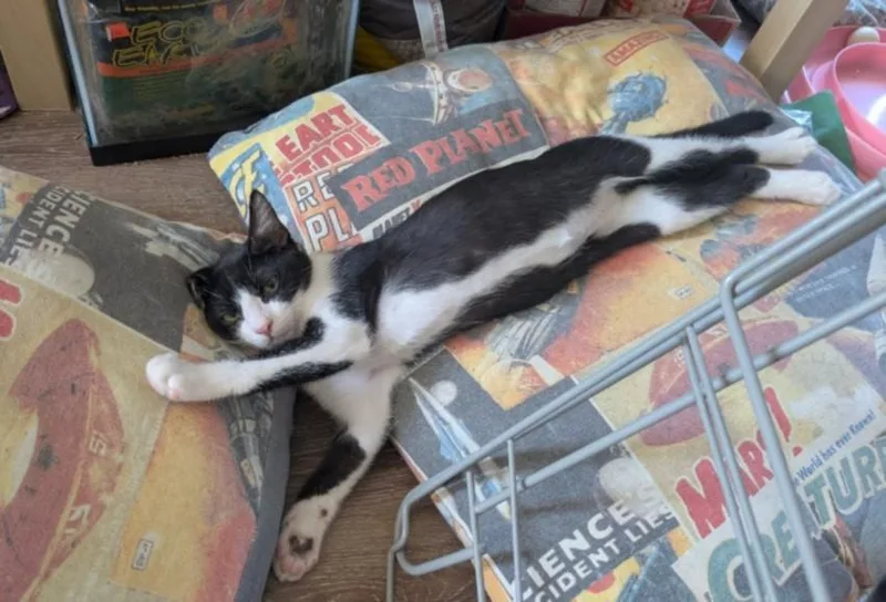 A baby small-sized male Domestic Short Hair cat named Taco Bell for adoption in Burbank, CA