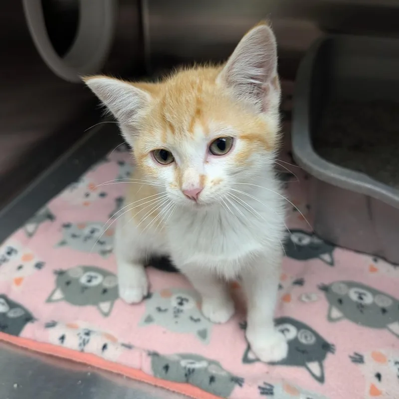 A baby small-sized female Orange / Red Domestic Short Hair cat named Cichlid for adoption in Detroit Lakes, MN