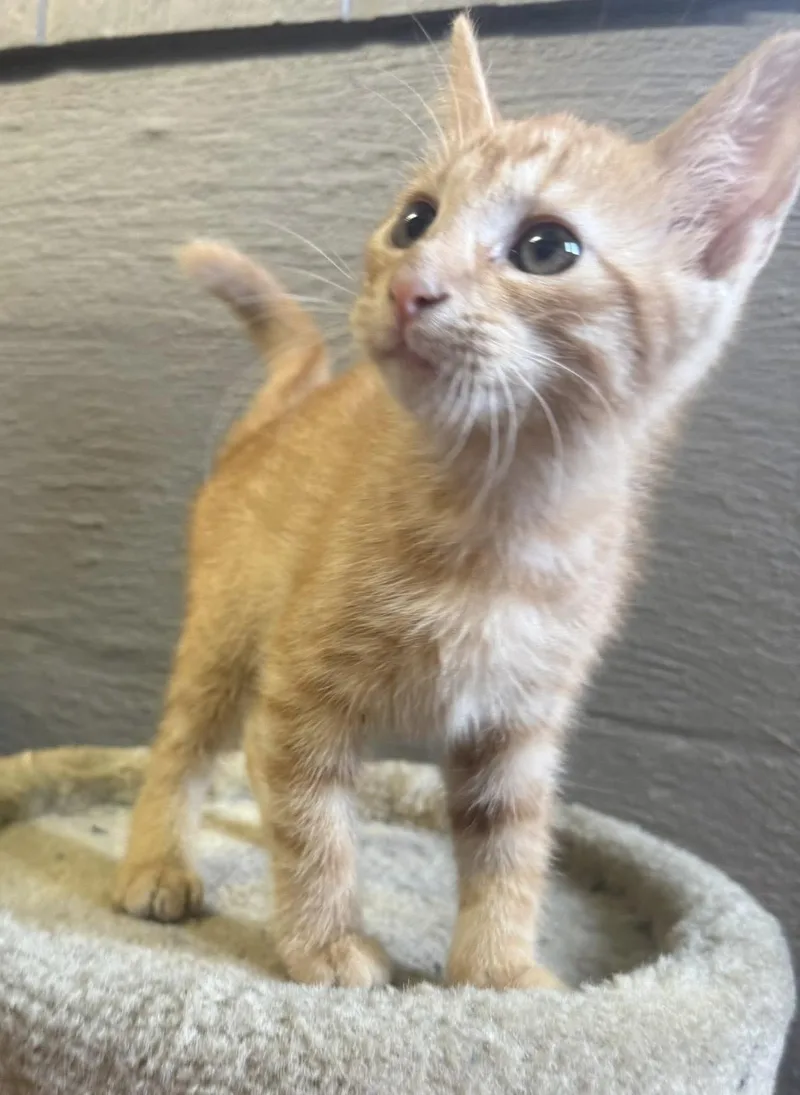 A young medium-sized male Orange & White Domestic Short Hair cat named Nacho for adoption in Vicksburg, MS