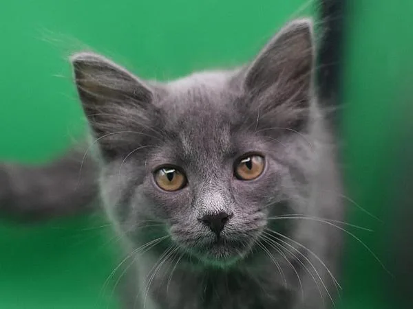 Stella