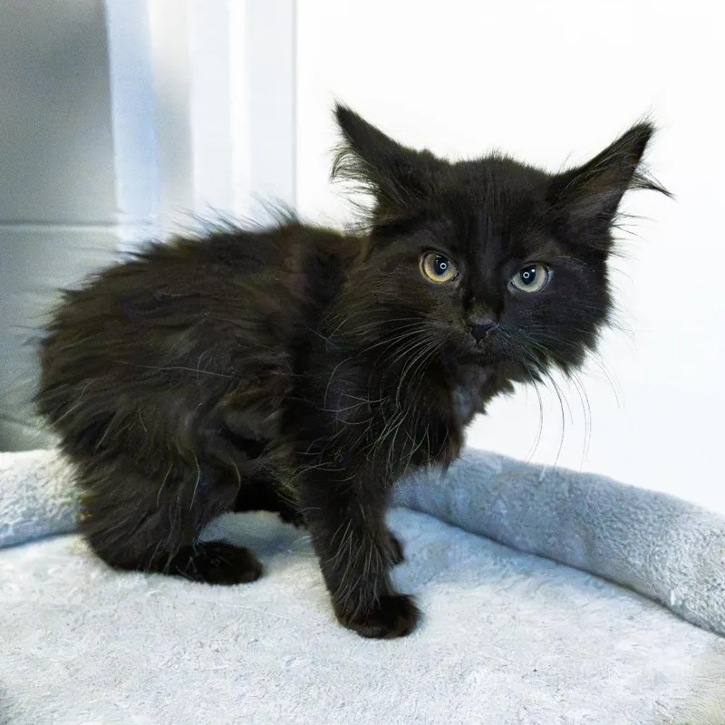 A baby small-sized female Black Domestic Long Hair cat named Crunch Wrap Supreme for adoption in South Elgin, IL