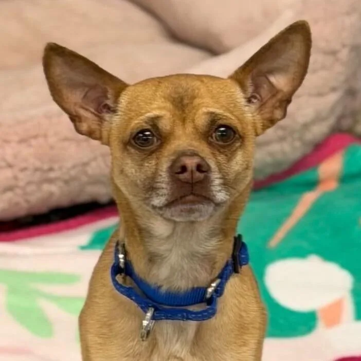 An adult small-sized male Brown / Chocolate Chihuahua dog named Milo for adoption in Providence, RI