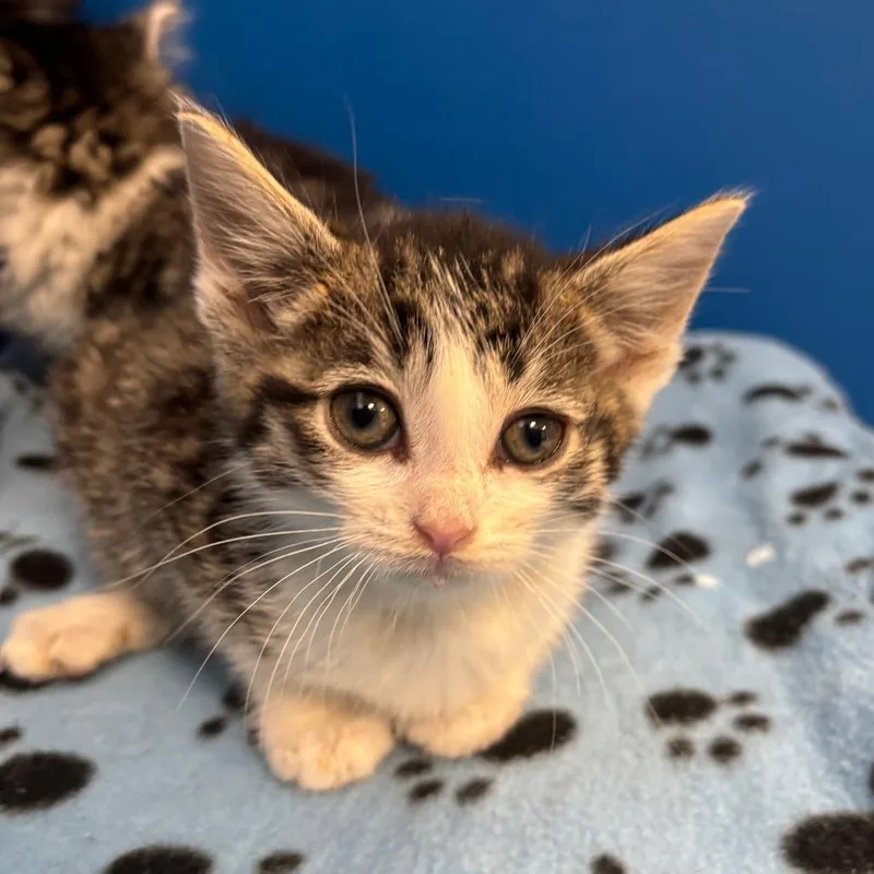 A baby small-sized male Brown / Chocolate Domestic Short Hair cat named Mike the Situation for adoption in East Smithfield , PA