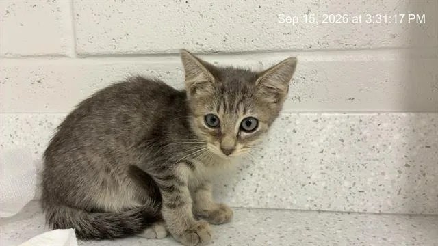A baby small-sized male Domestic Short Hair cat named Leo Getz for adoption in Ocala, FL