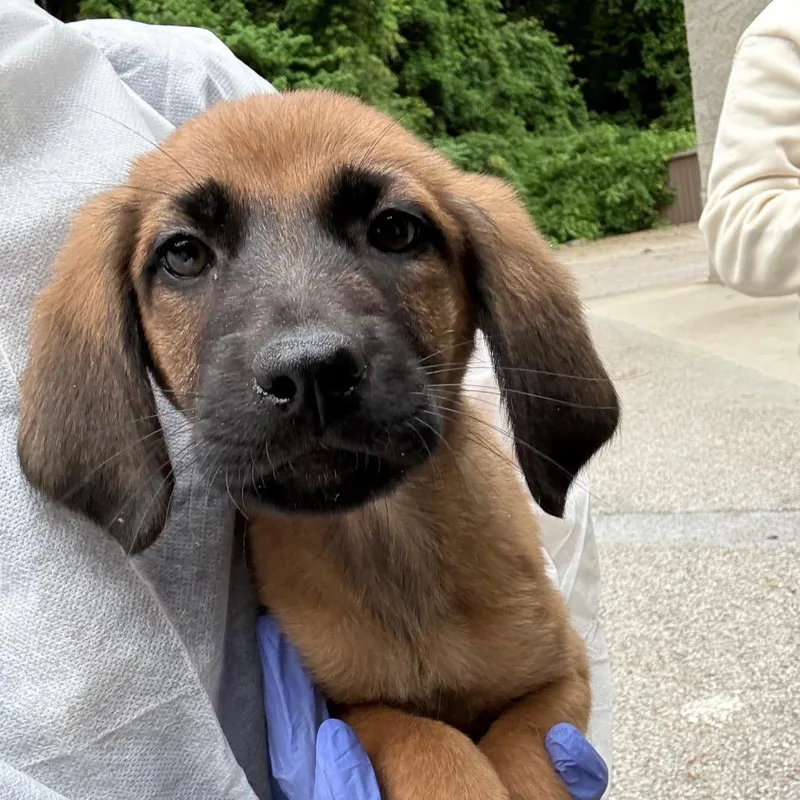 A baby small-sized female Yellow / Tan / Blond / Fawn Mixed Breed dog named Sophia for adoption in Charleston, WV