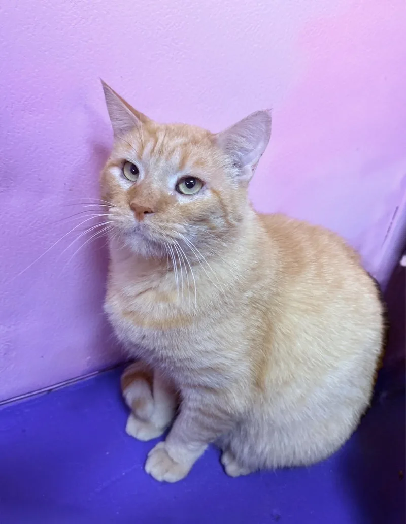 An adult extra large-sized male Tabby (Orange / Red) Domestic Medium Hair cat named Gary for adoption in Sunbright, TN