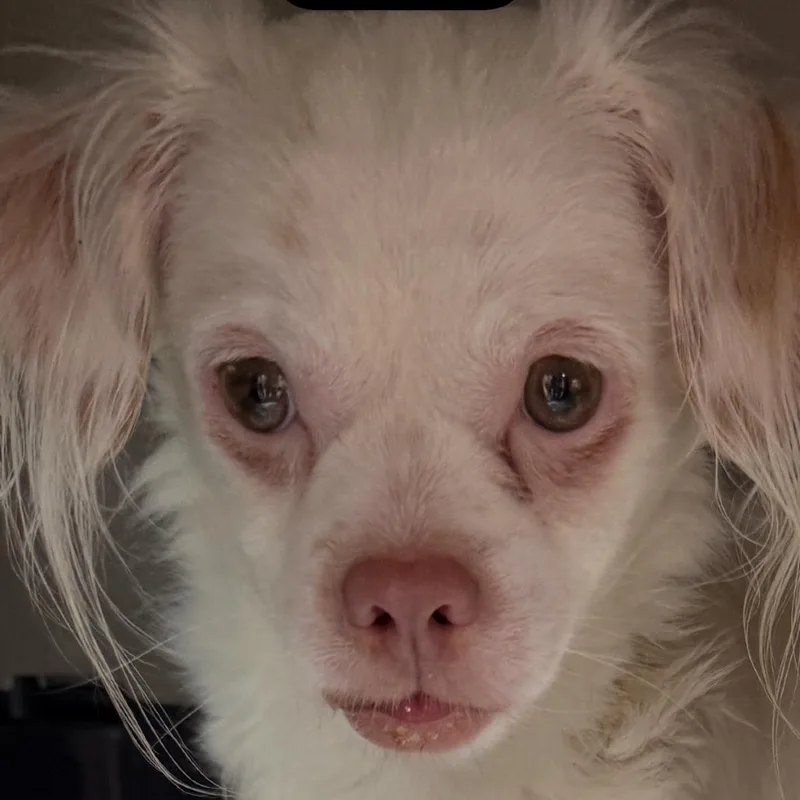 An adult small-sized male Cavalier King Charles Spaniel dog named Everest for adoption in Cumming, GA