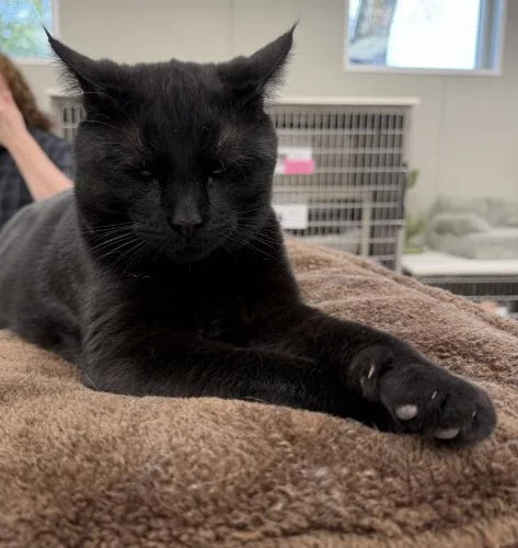 An adult large-sized male Domestic Short Hair cat named Shelby for adoption in Webster, MA
