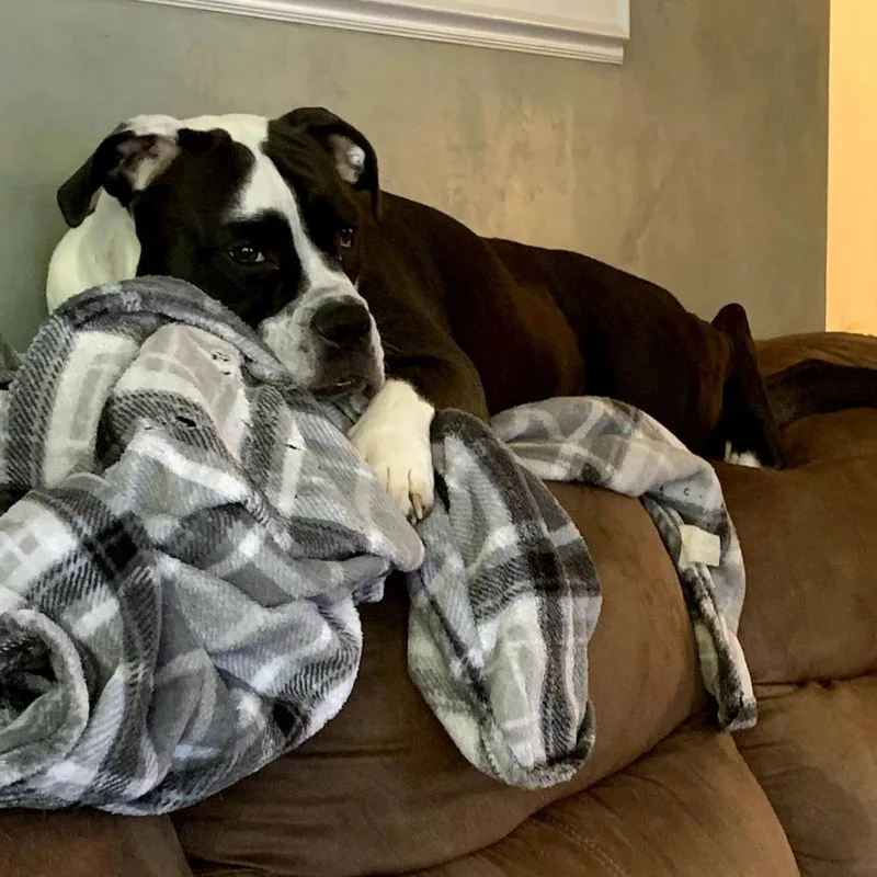 An adult large-sized female Black English Bulldog dog named Adrian for adoption in Ferndale, MI