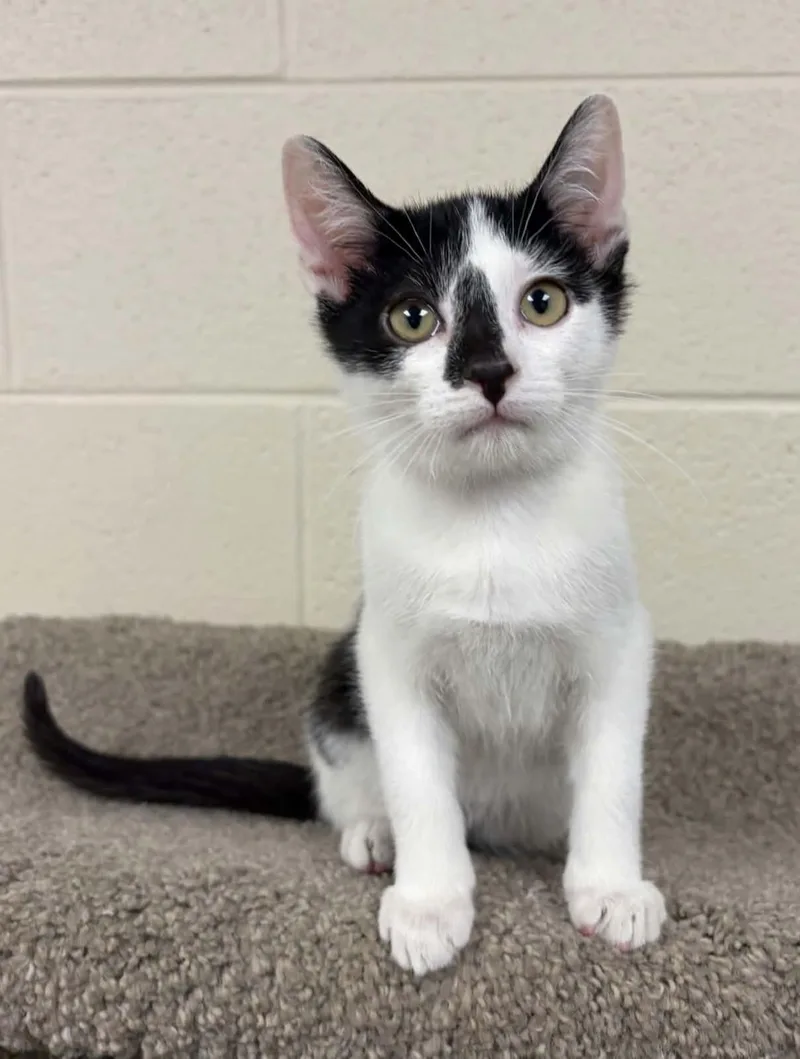 A young medium-sized male White Domestic Short Hair cat named Tofu for adoption in Valparaiso, IN