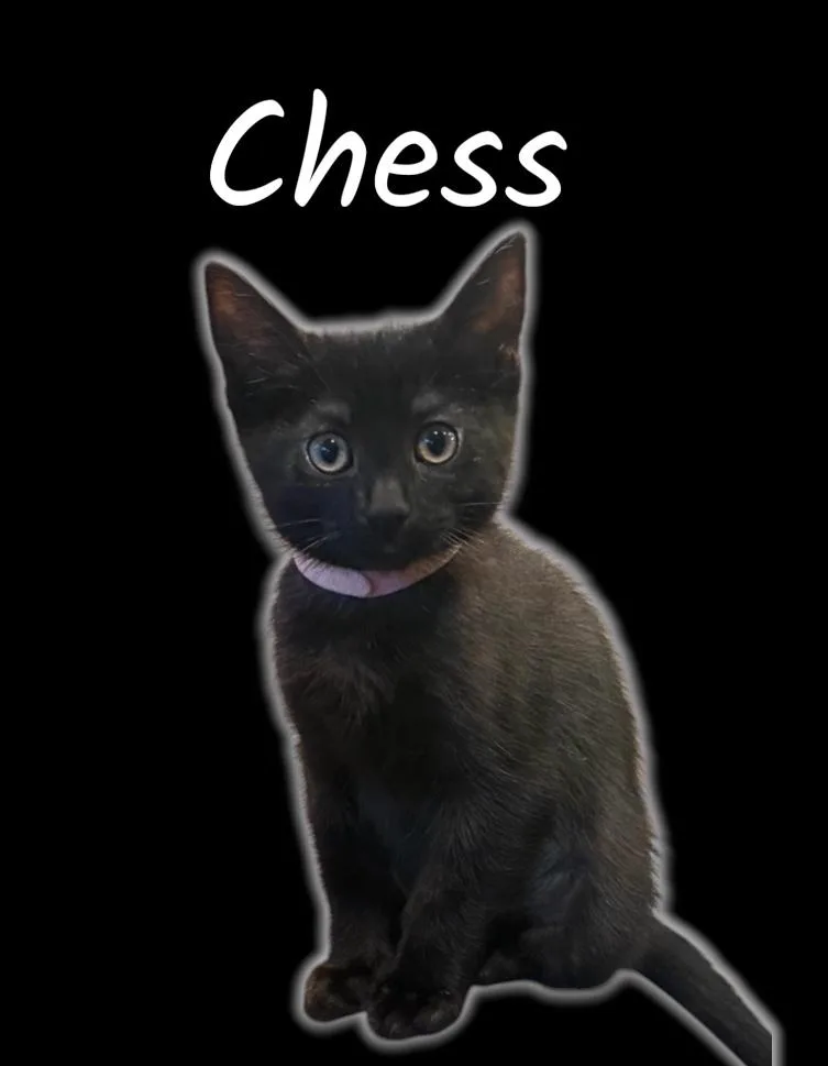 Chess thumbnail 2