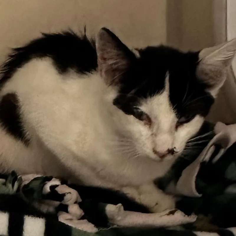 A baby small-sized male Black Domestic Short Hair cat named Kylo Ren for adoption in Westminster, CA
