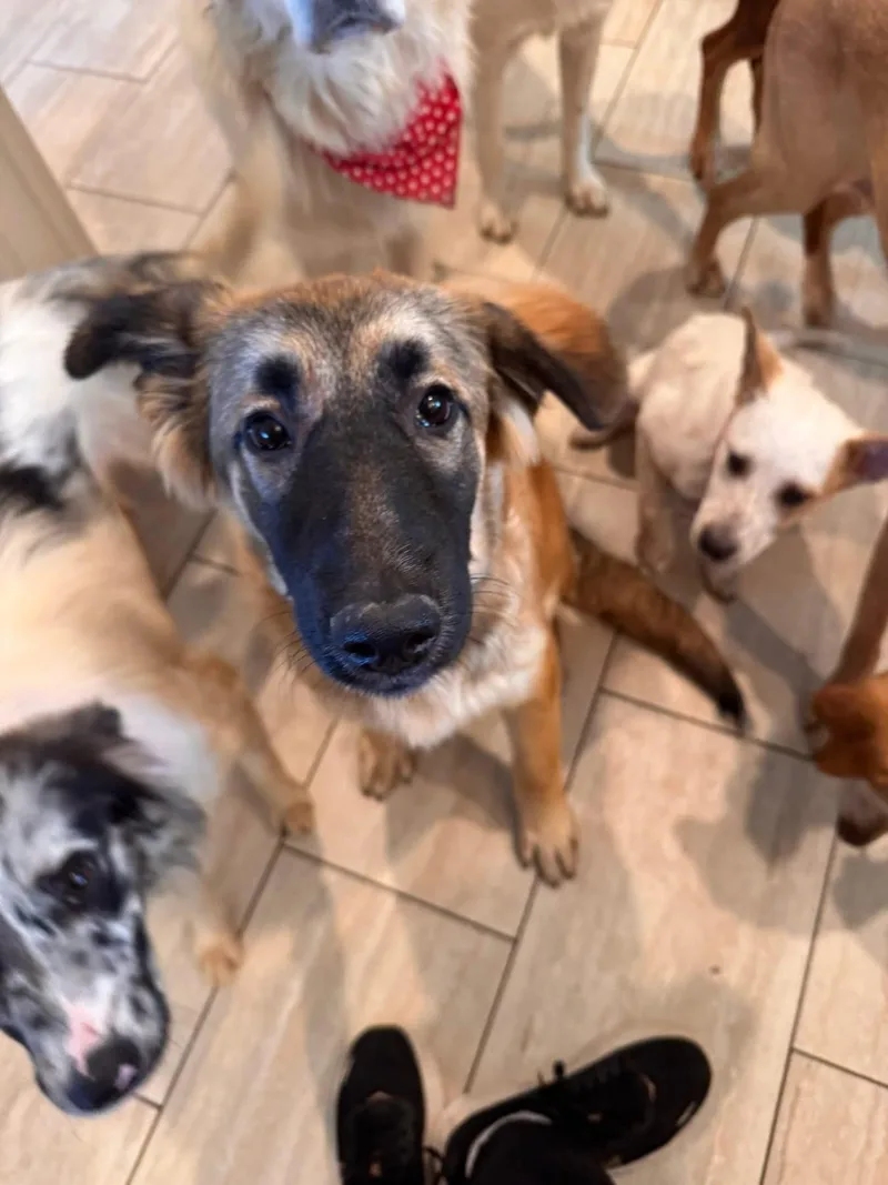 Carmella thumbnail 2