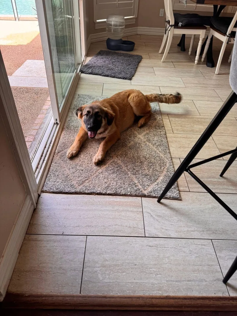 Carmella thumbnail 3