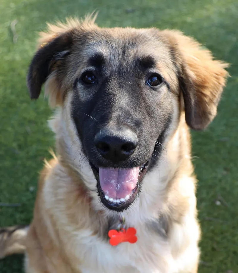 Carmella thumbnail 4