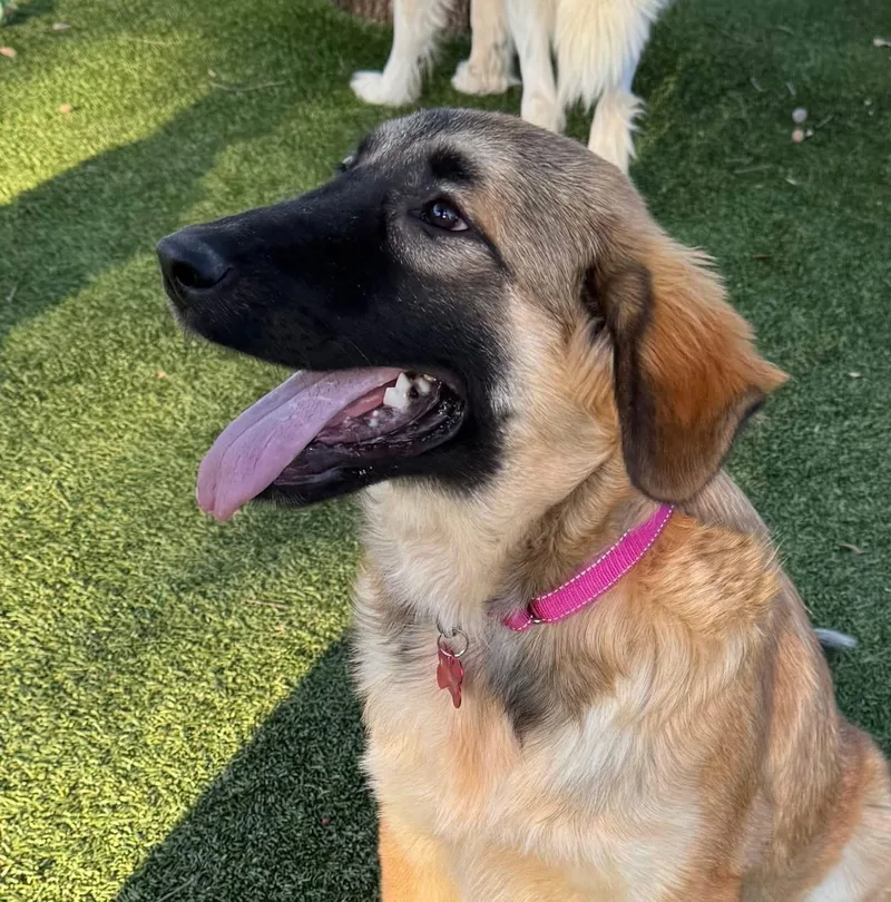 Carmella thumbnail 6