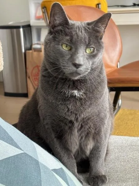 Roy