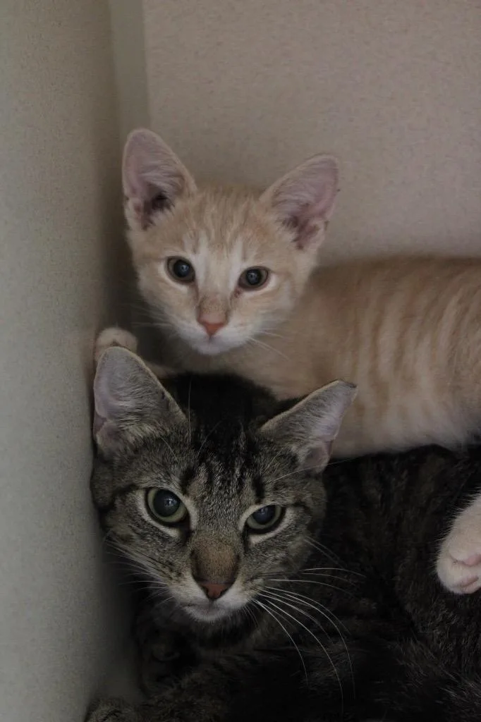 A young medium-sized female Domestic Short Hair cat named Abbott Cat for adoption in Morgantown, KY