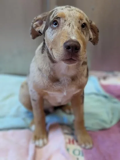 A young large-sized male Brindle Catahoula Leopard Dog dog named Moose for adoption in Inverness, FL