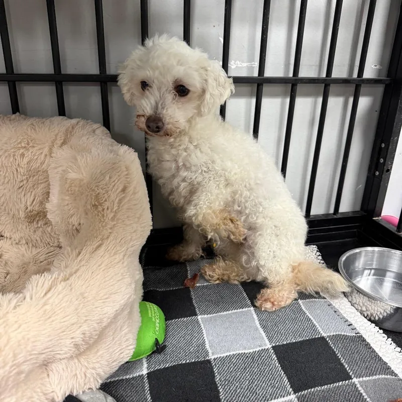 A senior small-sized female White / Cream Poodle (Toy) dog named Willow for adoption in Normal, IL