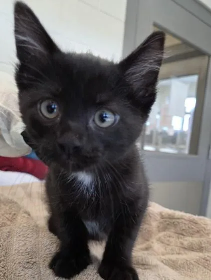 A baby small-sized female Domestic Short Hair cat named Miss Lizzy for adoption in Brighton, CO