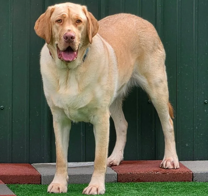 A young extra large-sized male Labrador Retriever dog named Thor for adoption in Roanoke, VA