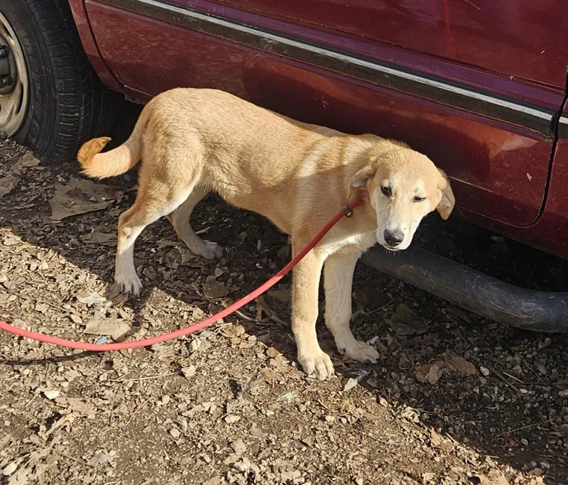 Steve  Come Meet thumbnail 3