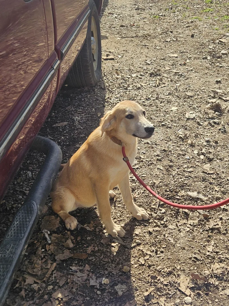 Steve  Come Meet thumbnail 4