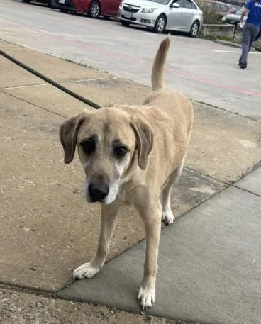 A senior large-sized male Mixed Breed dog named Sunny for adoption in Dallas, TX