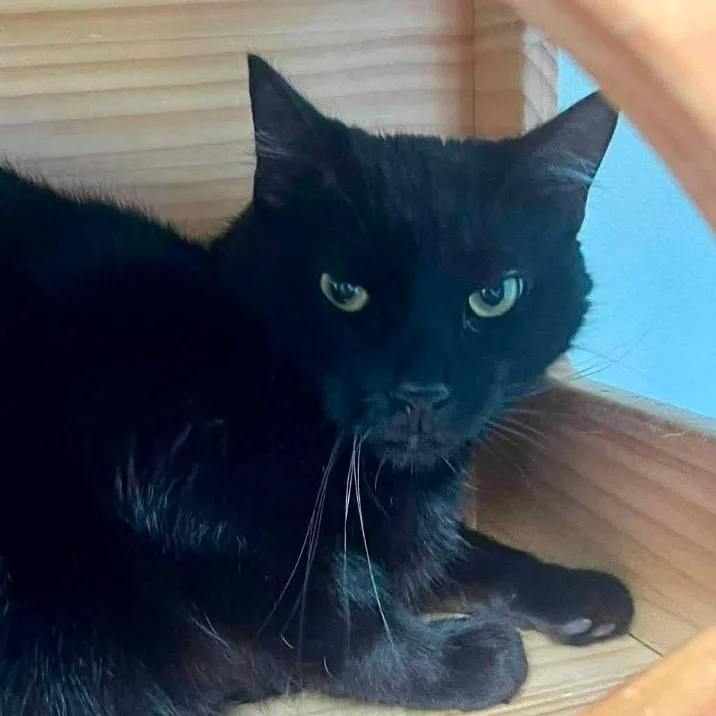 A young medium-sized male Black American Shorthair cat named Taco Truck for adoption in New Philadelphia, OH