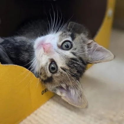 A baby small-sized male Domestic Short Hair cat named Diego for adoption in Westland, MI